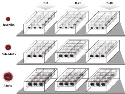 Trophic Requirements of the Sea Urchin Paracentrotus lividus Varies at Different Life Stages: Comprehension of Species Ecology and Implications for Effective Feeding Formulations